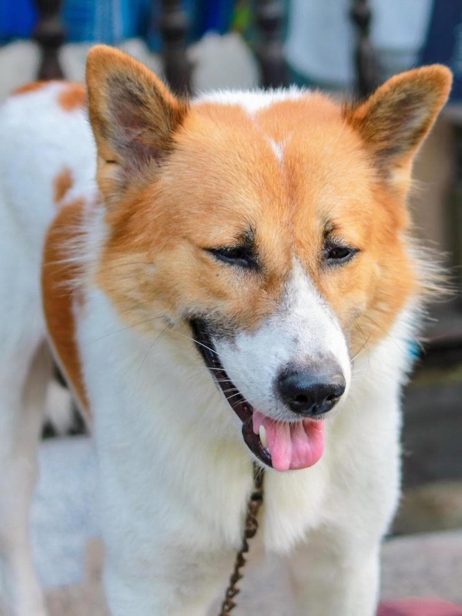 六种中华田园犬