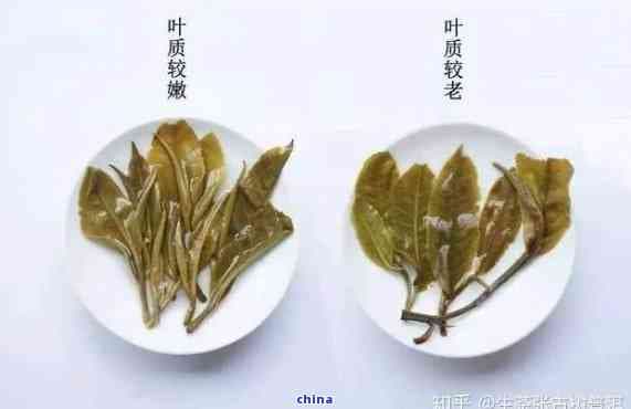 探究普洱茶叶子的食用价值与安全性