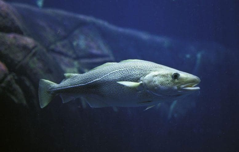 研究：海洋变暖致鱼类改吃“快餐”，生物链或受威胁