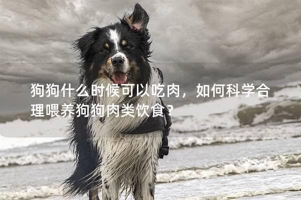 狗狗什么时候可以吃肉，如何科学合理喂养狗狗肉类饮食？