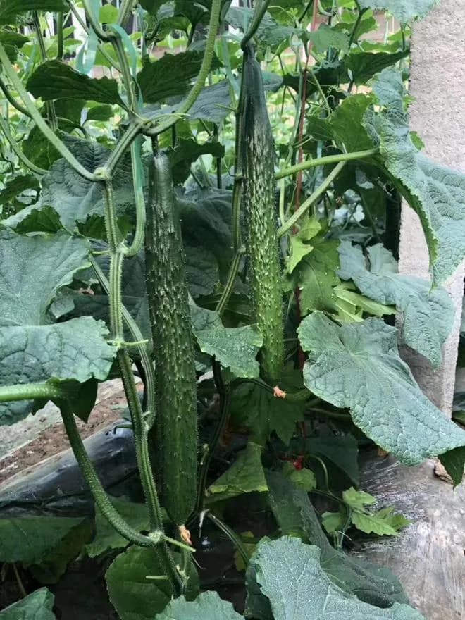 69岁大爷坚持半年每天吃黄瓜降血脂，效果显著但需注意营养均衡