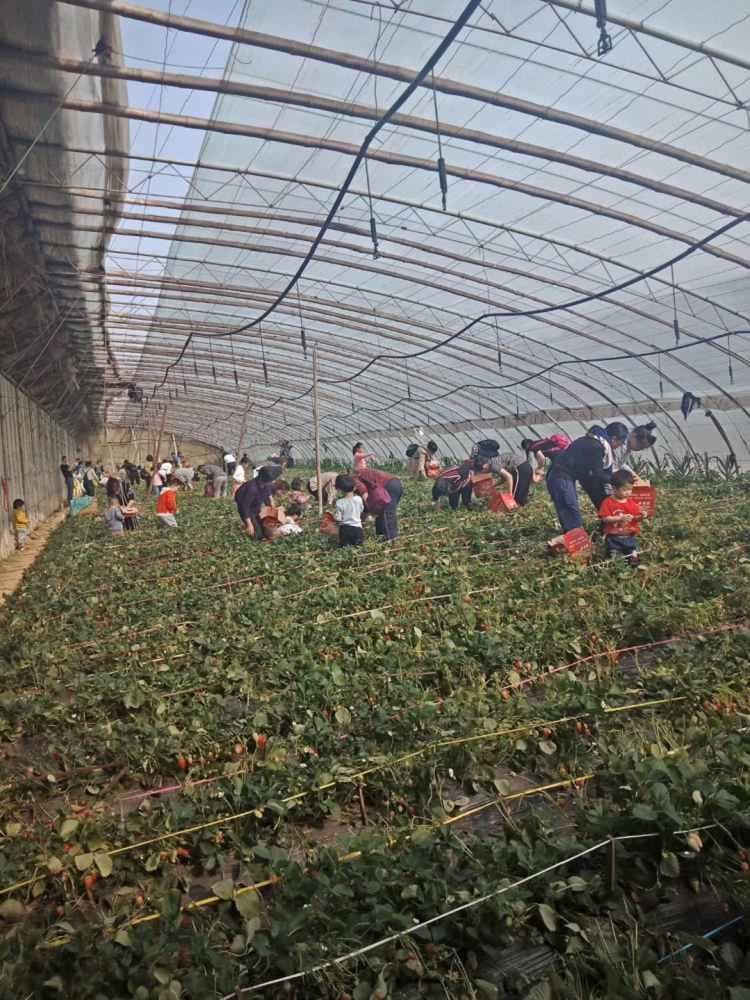 淄博周村章姬草莓苗种植指南