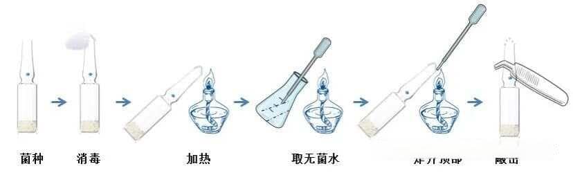 菌种生命周期：复苏，活化，复壮，老化和退化