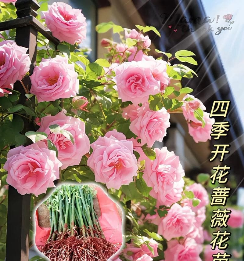 蔷薇花有哪些好品种推荐？购买时应注意什么？