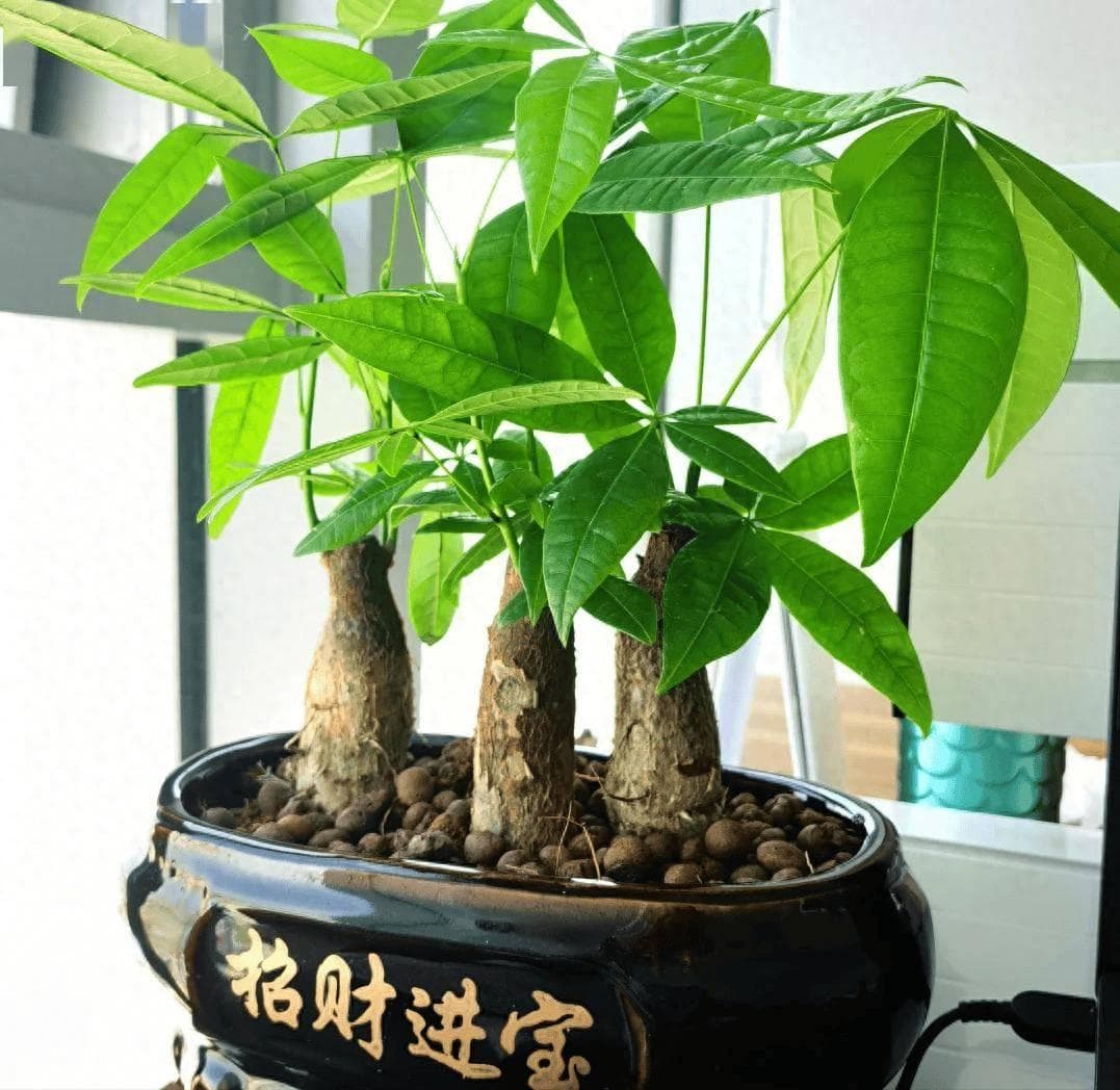 发财树有3个“生长密码”，很多人都不清楚，难怪不爆盆