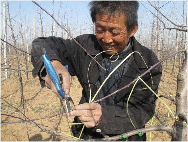 果树修剪的最佳时间：从种类到季节的全面指南