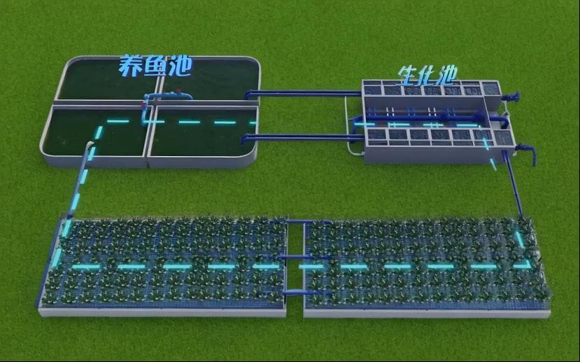 鱼菜共生养殖系统：一种新型复合耕作体系