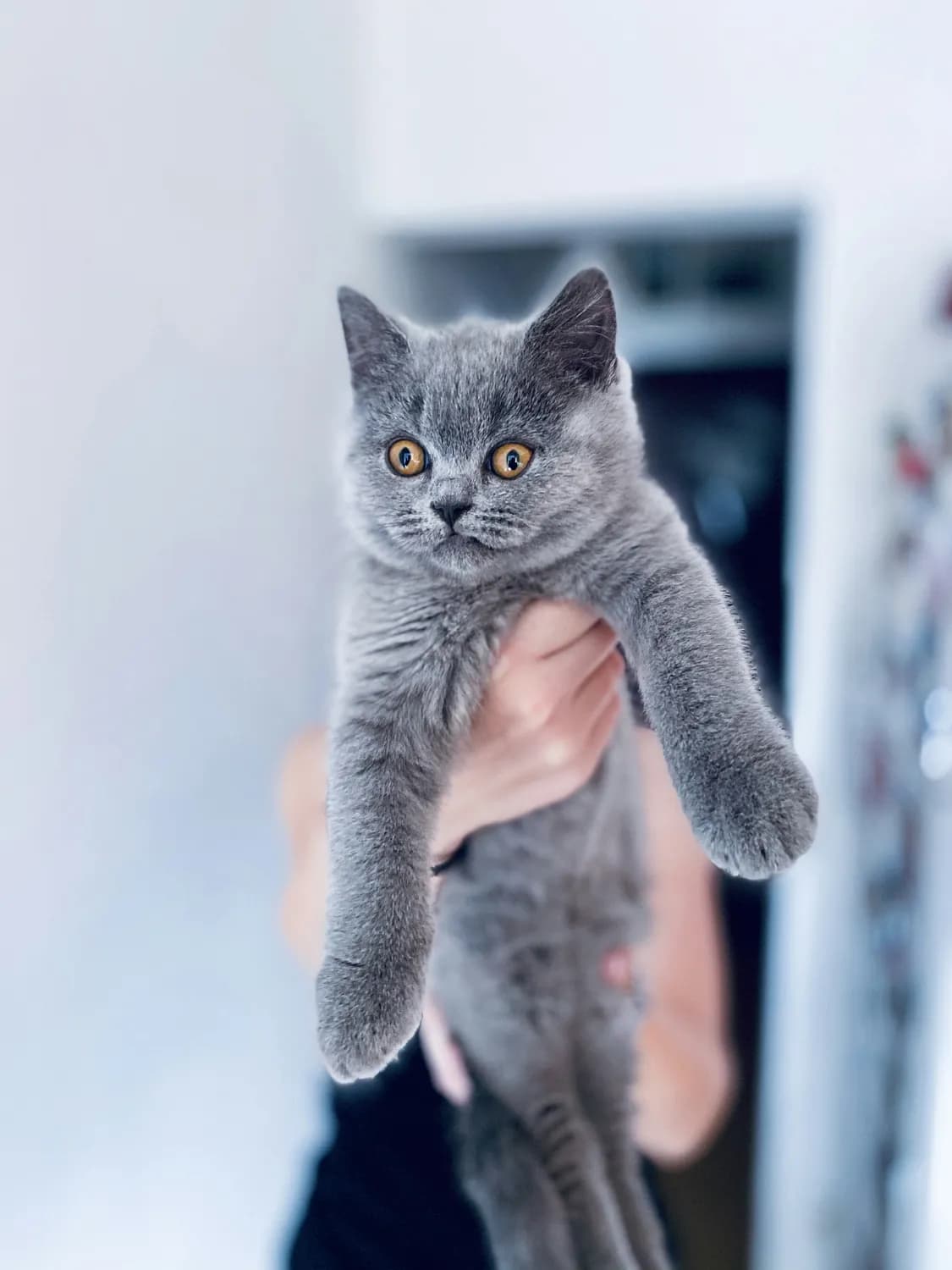 英国短毛猫的遗传秘密：从毛色到健康，一文读懂英短的基因密码