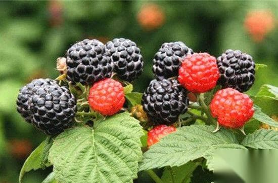 覆盆子的营养价值与食用禁忌全解析