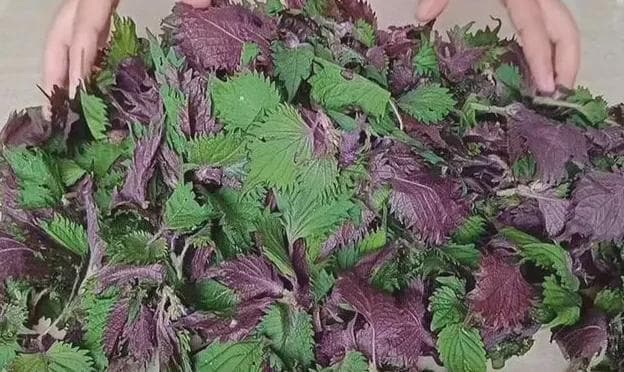 用紫苏叶巧解鼻炎烦恼！这些便宜又有效的方法你知道吗？