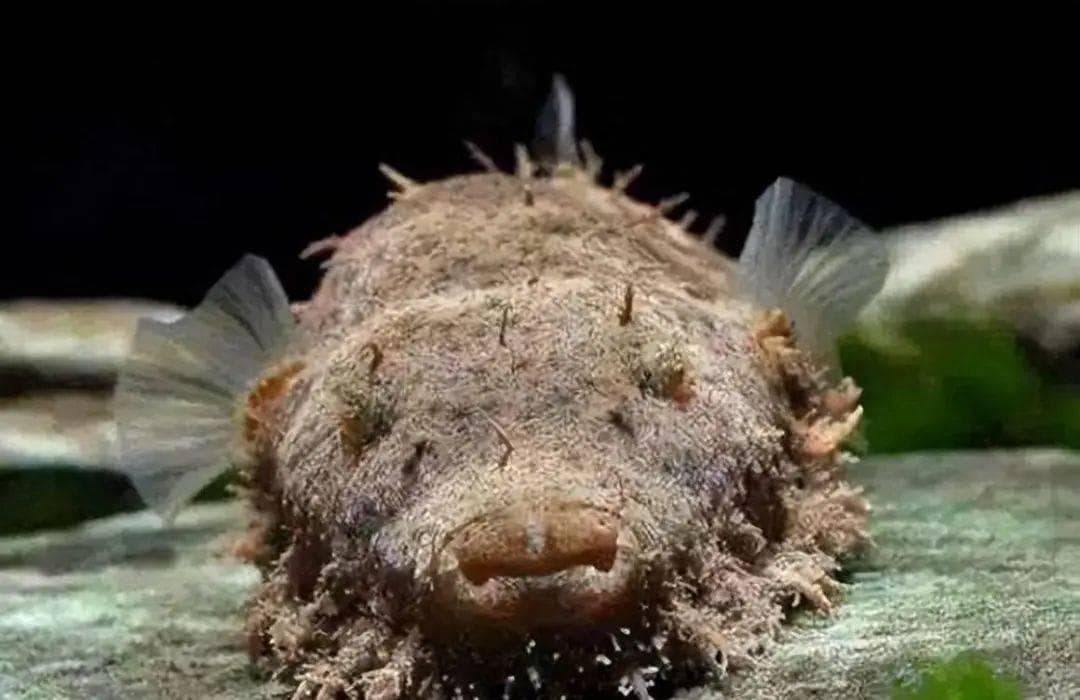 亚马孙河豚：海洋中的神奇生物竟然在亚马孙河出现？