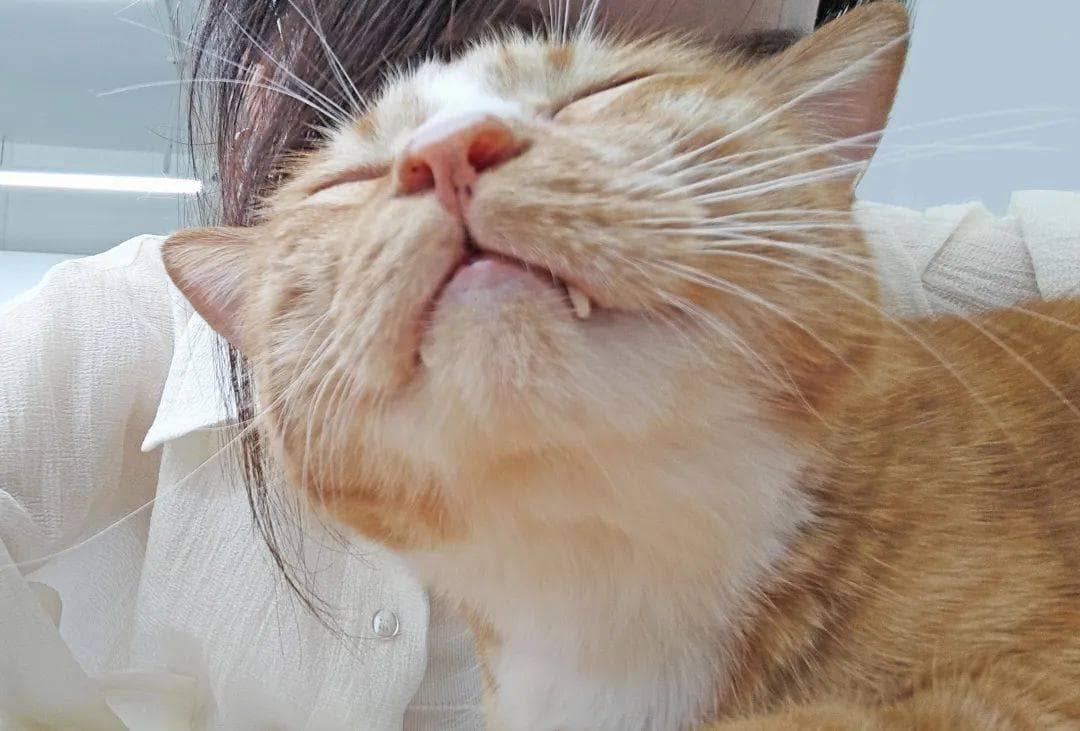 天天吸猫，猫毛会被吸进身体里吗？