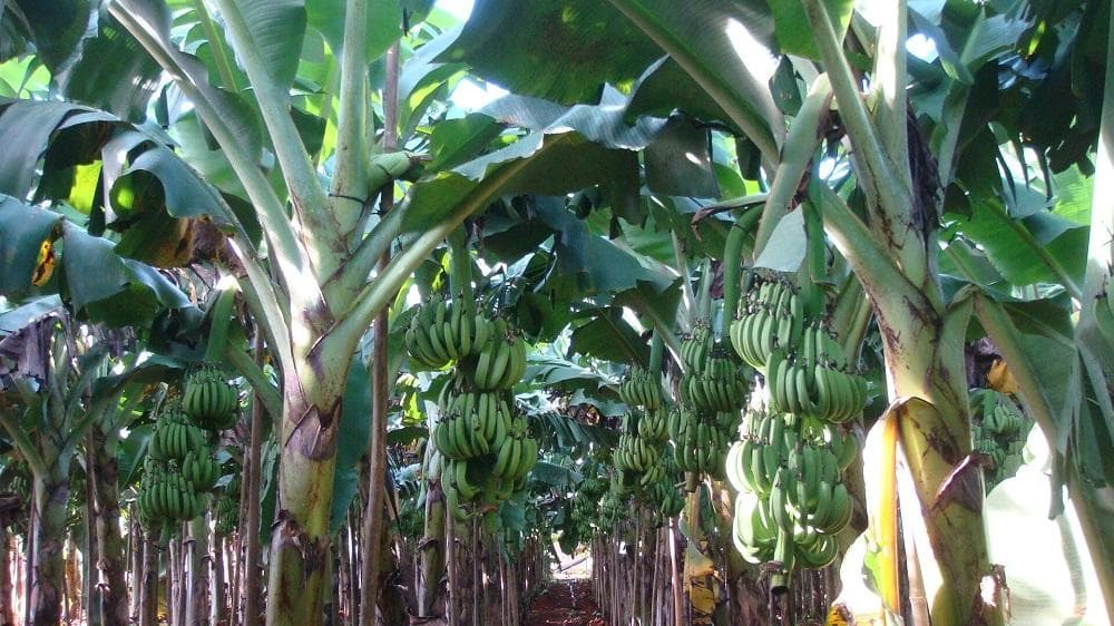 研究发现淀粉有助于香蕉多酚发挥抗氧化作用
