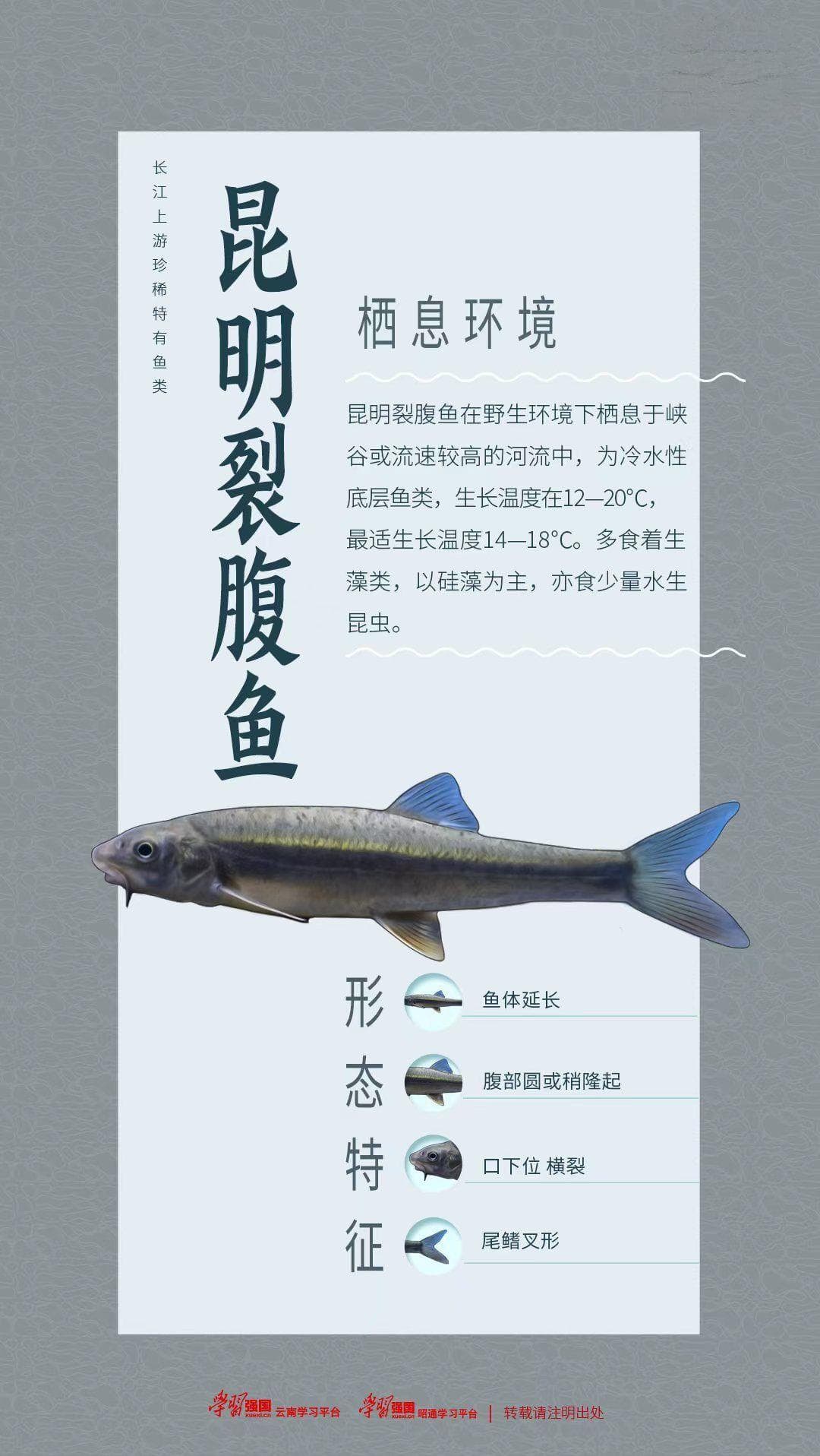 鱼类图鉴 | 昆明裂腹鱼：保持“冷静”高度理性！