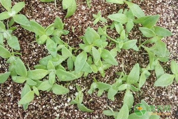 种植冰菜怎么种？什么季节种最好？