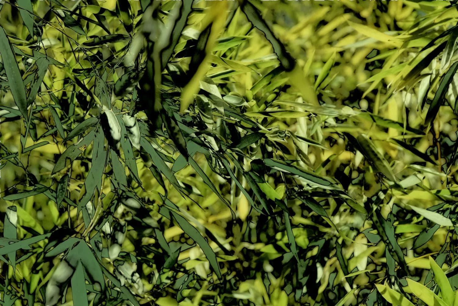 淡竹叶：夏日消暑神器，你值得拥有！
