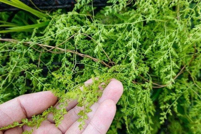一种会产沙子的植物海金沙，农村常见草质藤本，老人称结石克星