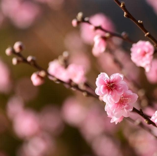24节气「立春」迎新！解析立春习俗、养生食谱和注意事项