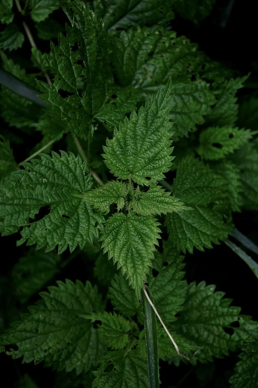 秋冬养生新宠：仙鹤草，轻松补气血！