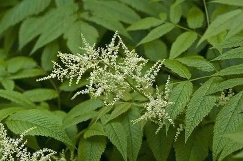 如何提高升麻的产量？