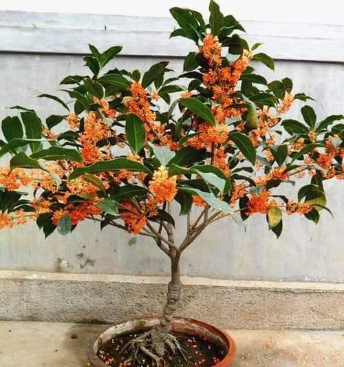 桂花树养殖全攻略：从种植到养护的15个关键要点