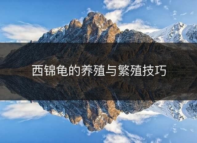 西锦龟的养殖与繁殖技巧