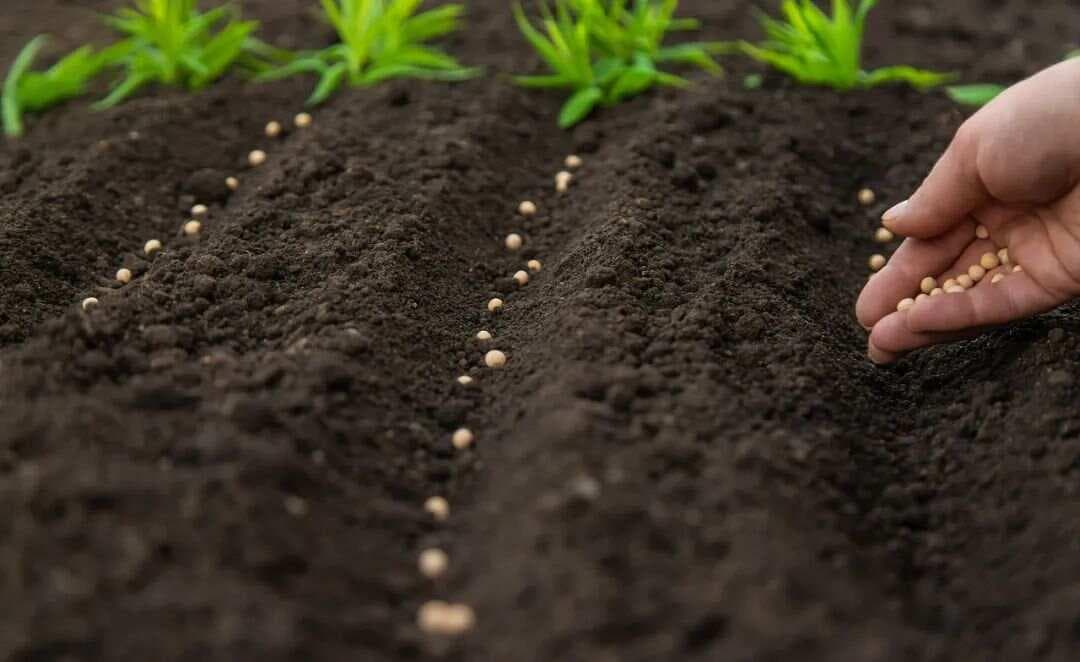植物营养元素的基本概念知识