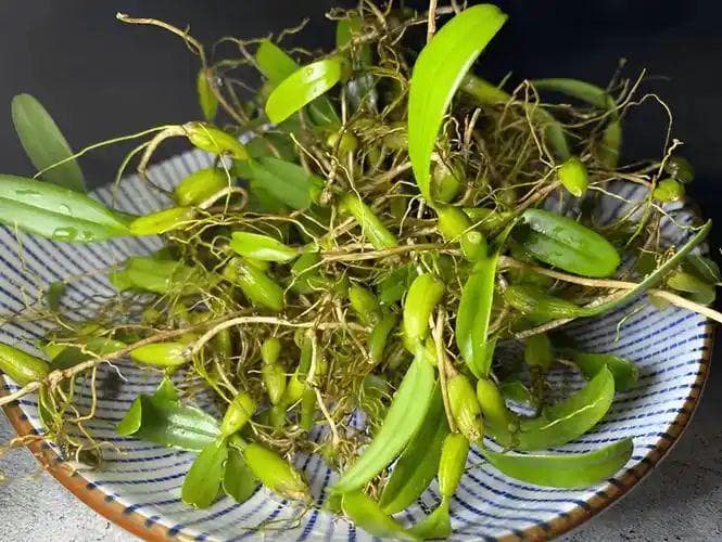 石橄榄的药用功效与作用
