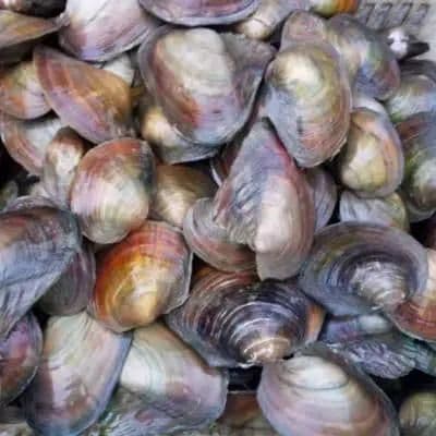 平肝潜阳，安神定惊，明目退翳——珍珠母