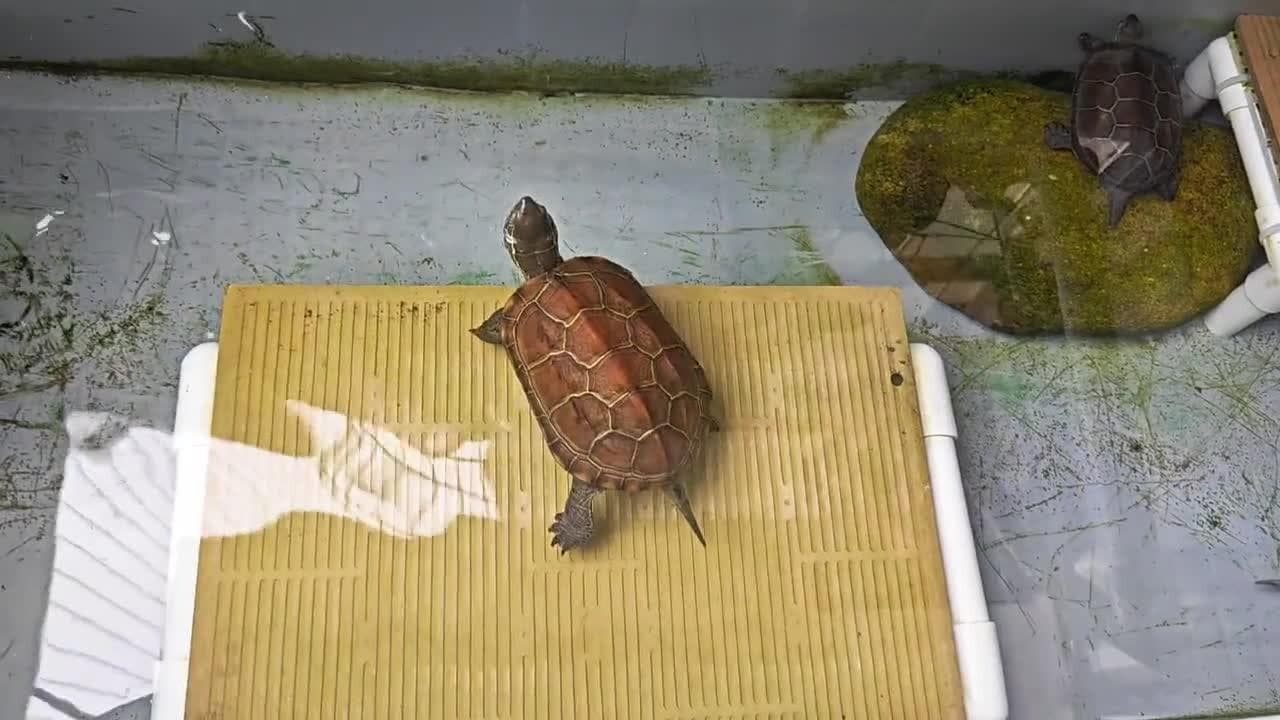 乌龟换水频率怎么计算？不同龟种的换水技巧
