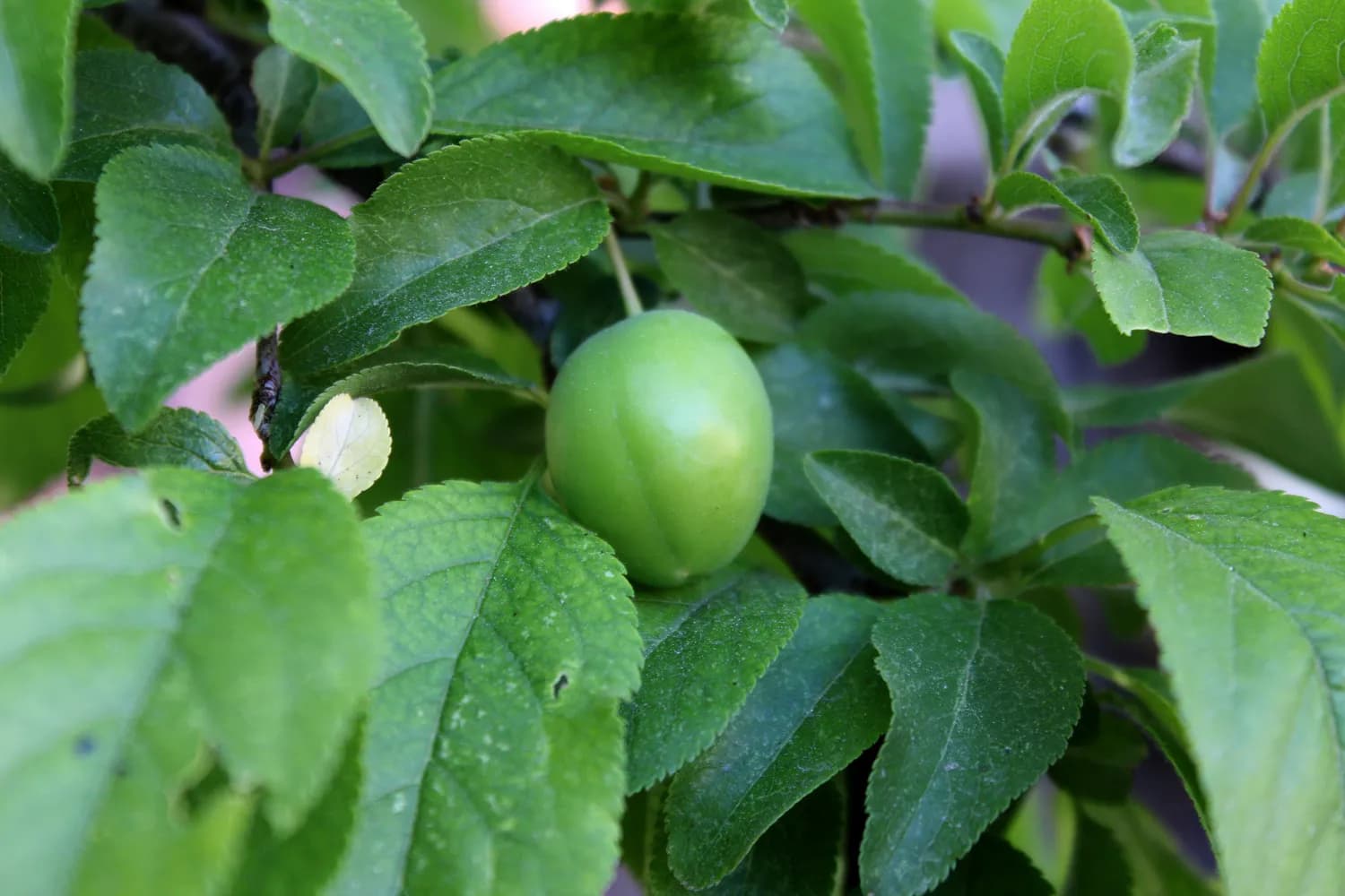 减肥零食新宠：酸梅与海苔的健康之选