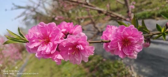 观赏桃花新品种培育获河南省科技进步奖一等奖