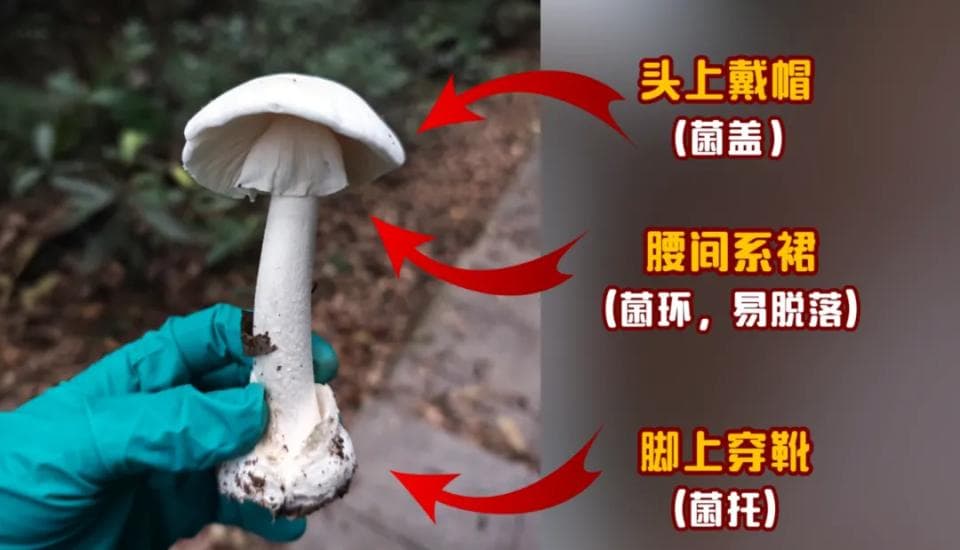 野生菌VR限时体验卡？奉劝“菇勇者”们别天真！