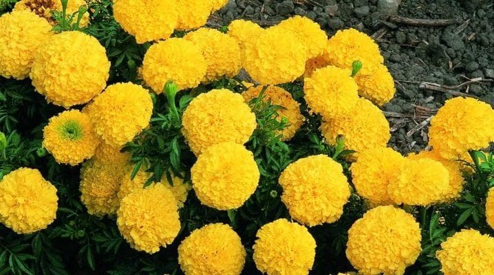 柠檬万寿菊：品种及其栽培特点