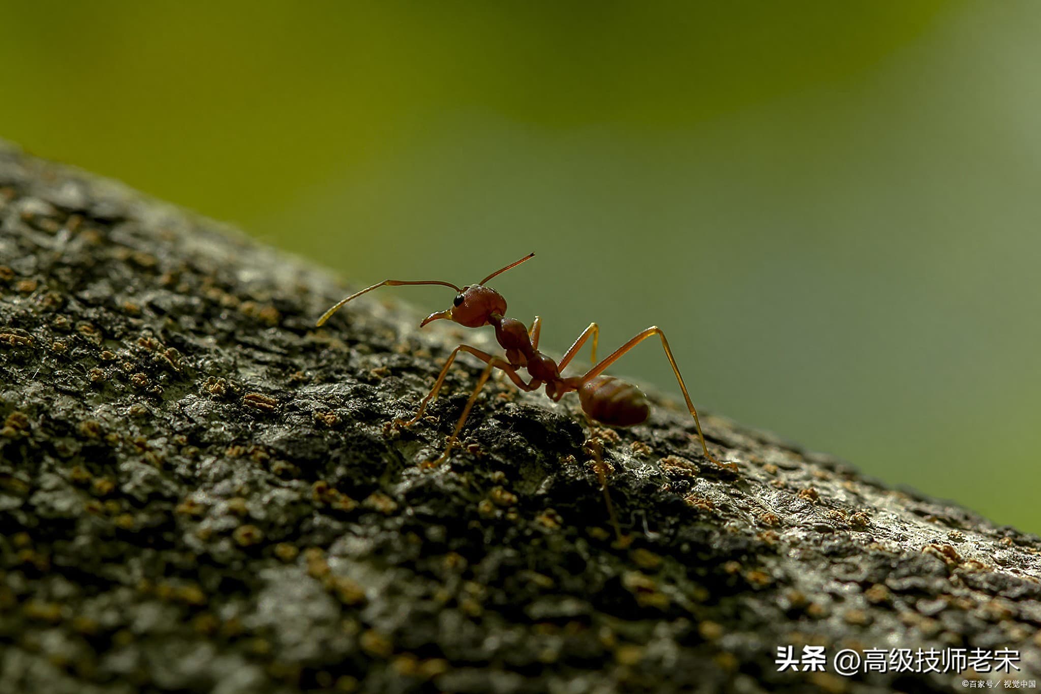 为什么家里蚂蚁那么多（家中无蚂蚁，舒适生活我主宰）