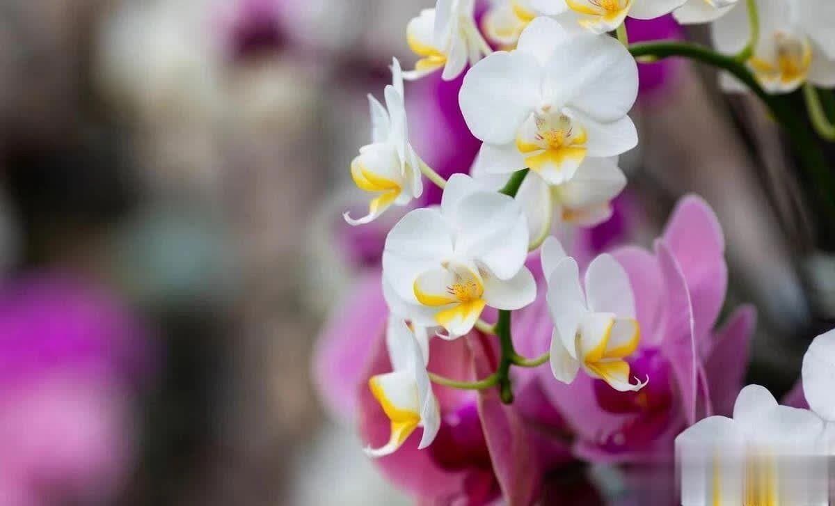 兰花养护四季法则：如何跟随季节的律动，让兰花盛开不败