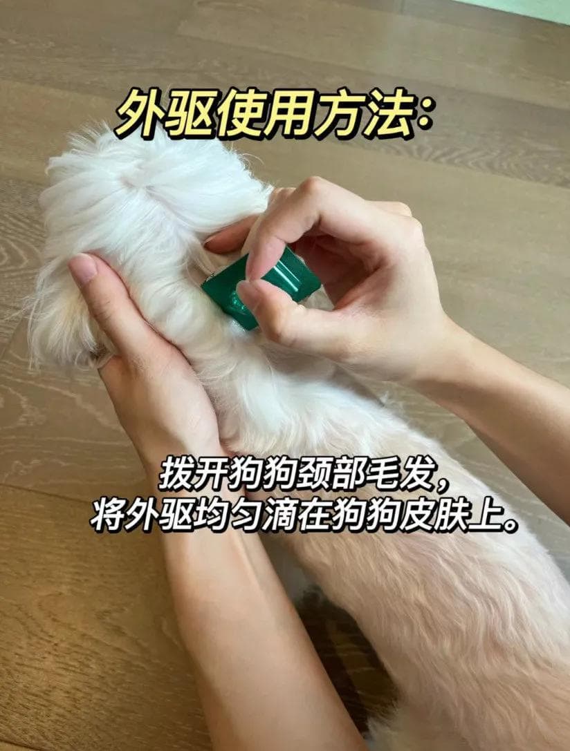 狗狗驱虫：注意事项全攻略