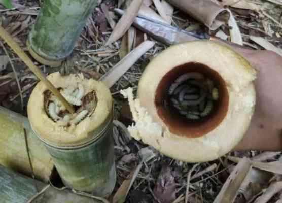 竹子根部六大害虫菌类特征及防治方法详解
