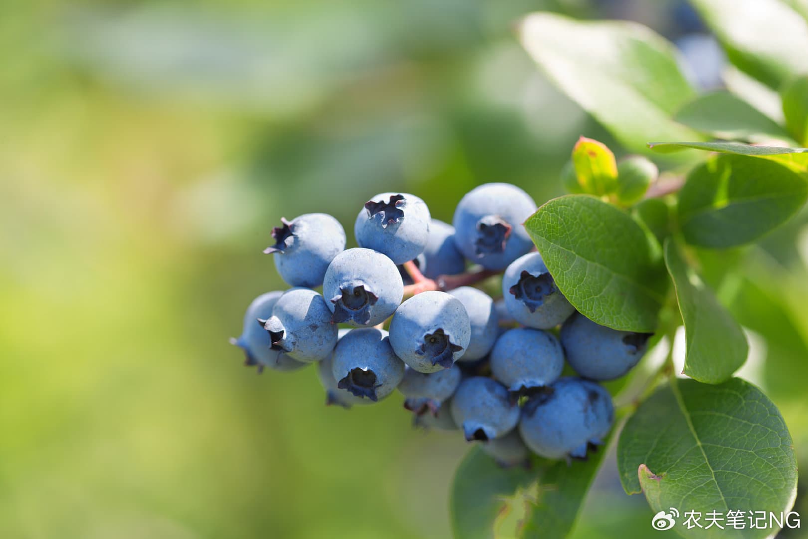 蓝莓种植技术全攻略：从品种选择到浇水管理的十大关键要点