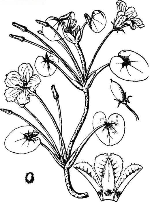 荇菜Nymphoides peltatum(Gmel.)O.Kuntze