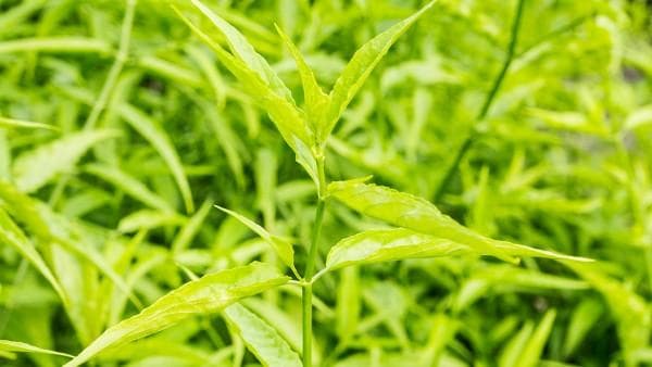 穿心莲片的服用方法是什么  清感穿心莲片成人吃多少