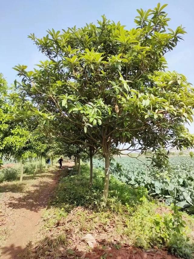 枇杷树北方可以种吗？