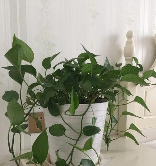 绿萝：花语与寓意的深度解读