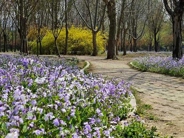 哪些花卉色彩鲜艳,适合用来作为花海品种