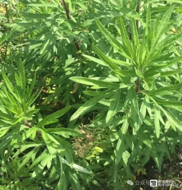夏天防虫——中药配方选择