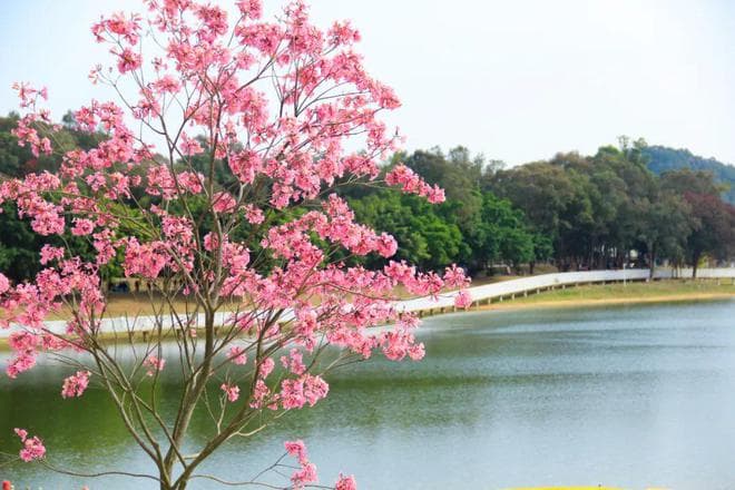 来马岭观花植物园，与春天撞个满怀！