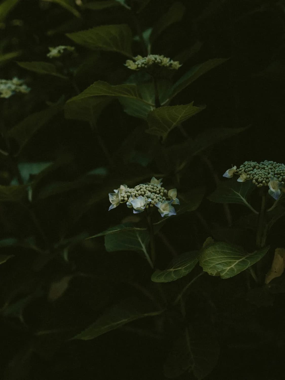 凌晨三点的秘密：夜幕中的花开时刻
