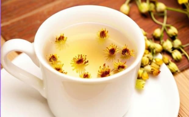 胎菊的功效与作用