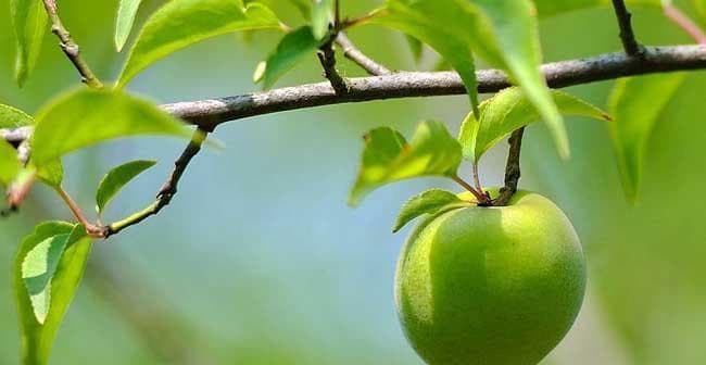 梅子上市成熟季节详解（了解梅子成熟的时间）