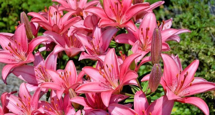 百合花：跨越国界的高雅与纯洁
